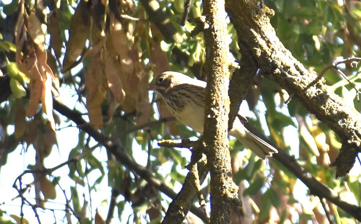 Vesper Sparrow - ML608665381