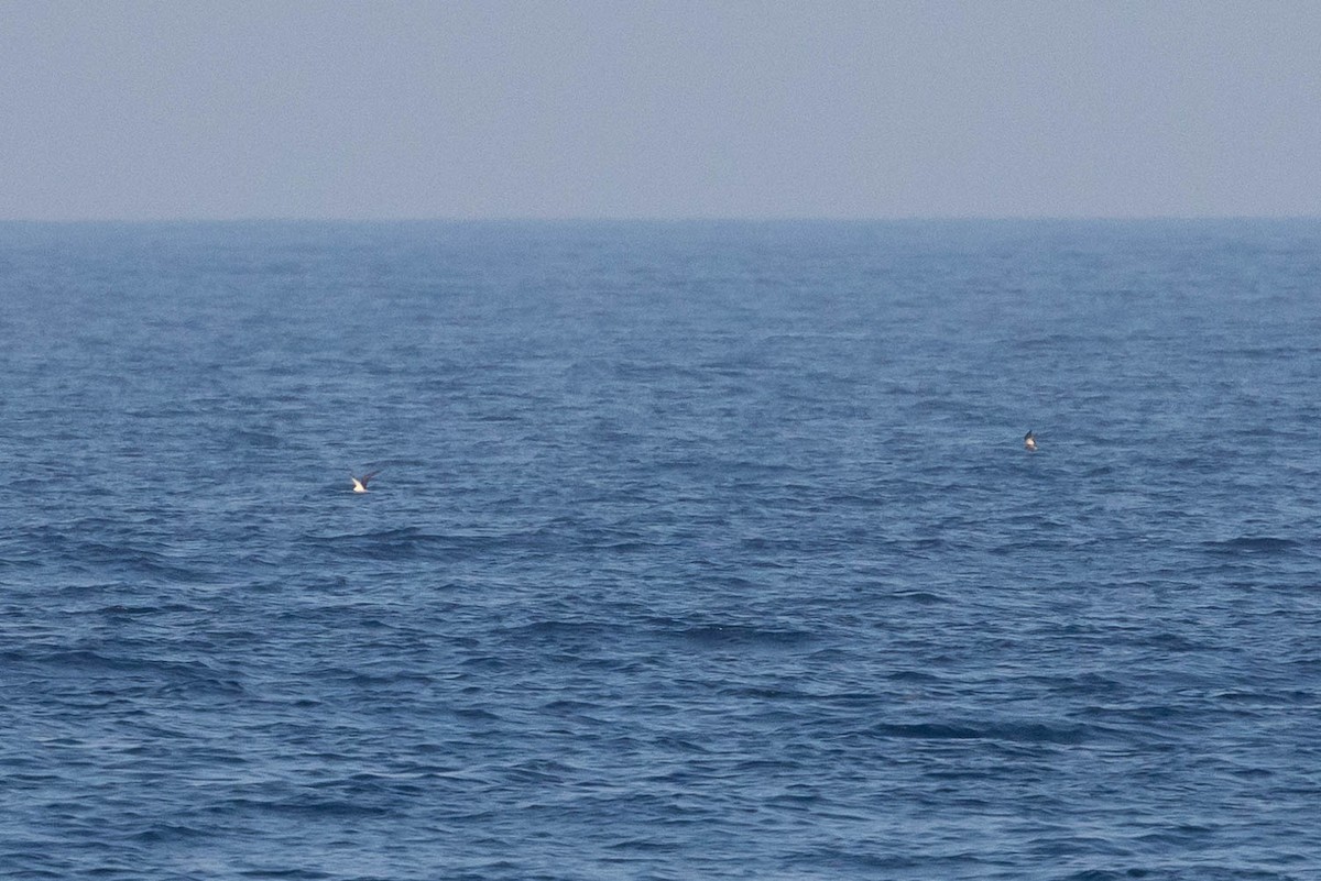 Rußseeschwalbe - ML608665385