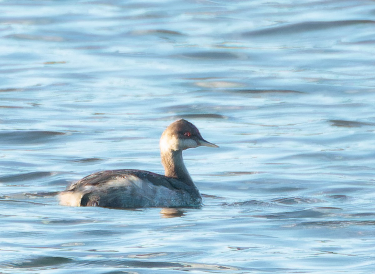 Eared Grebe - Jim Malone