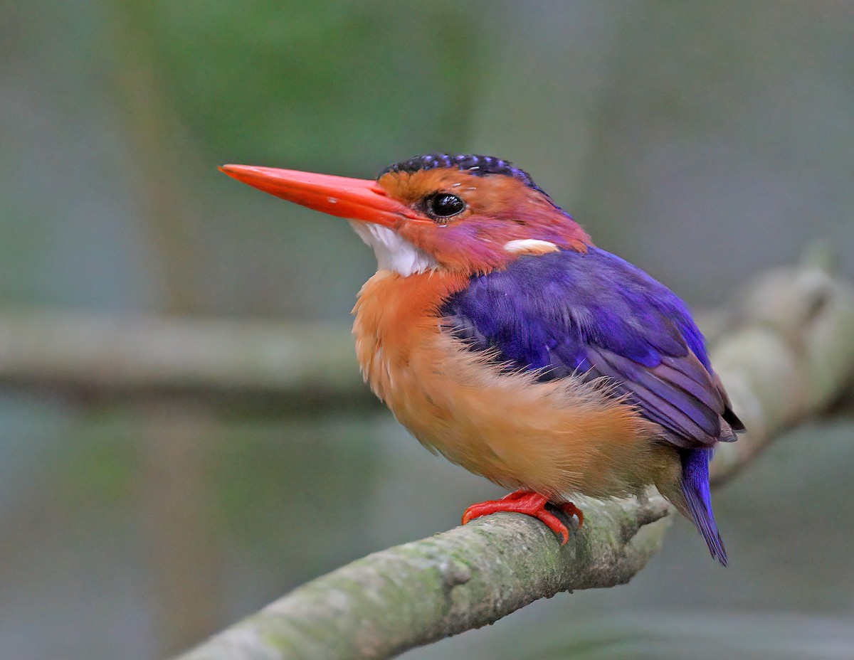 African Pygmy Kingfisher - ML608665431