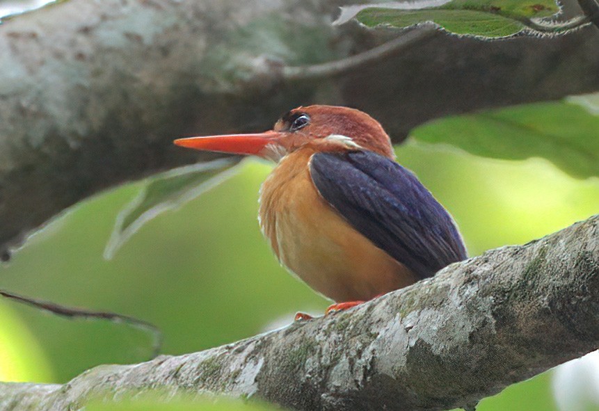 African Dwarf Kingfisher - ML608665434