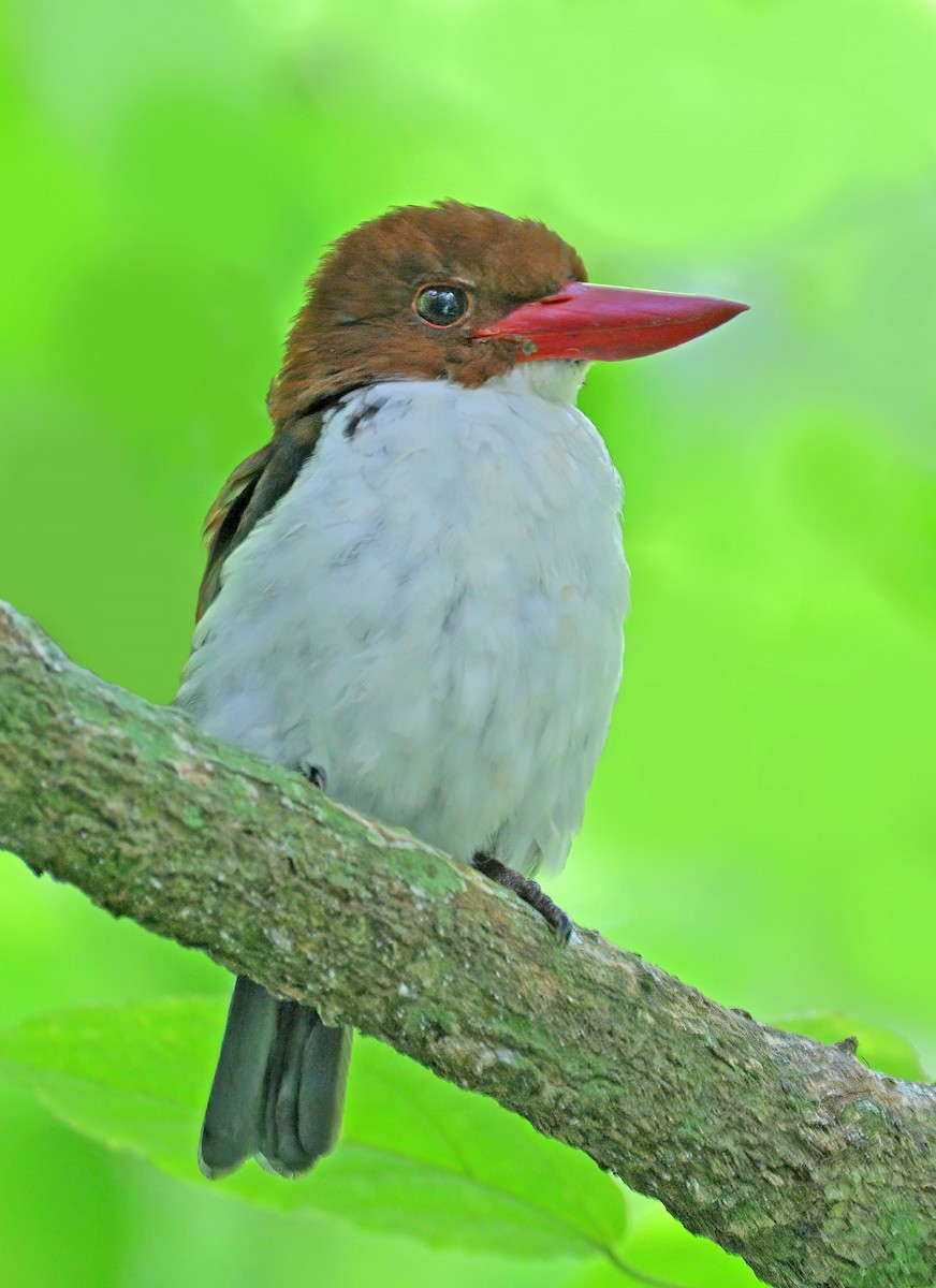 Chocolate-backed Kingfisher - ML608665442