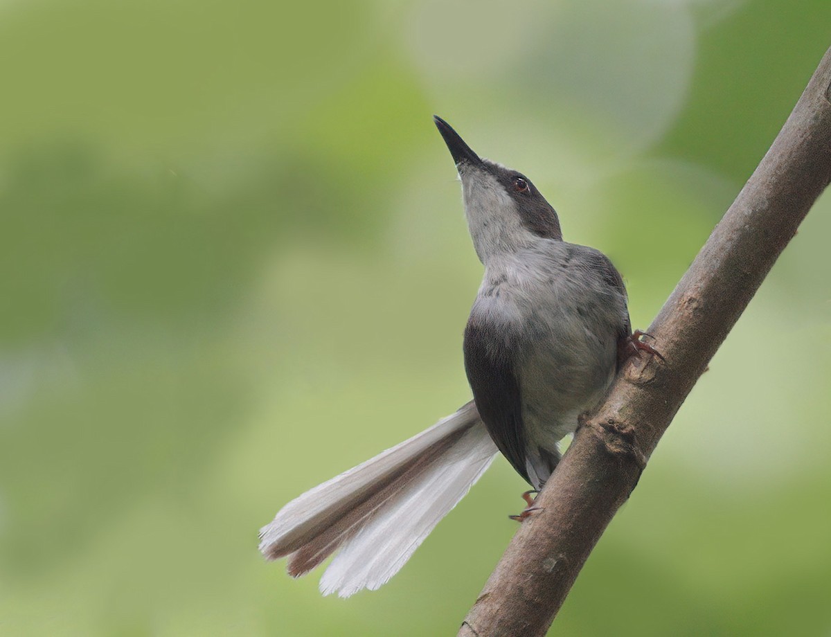 Apalis Gorjirrufo - ML608665448