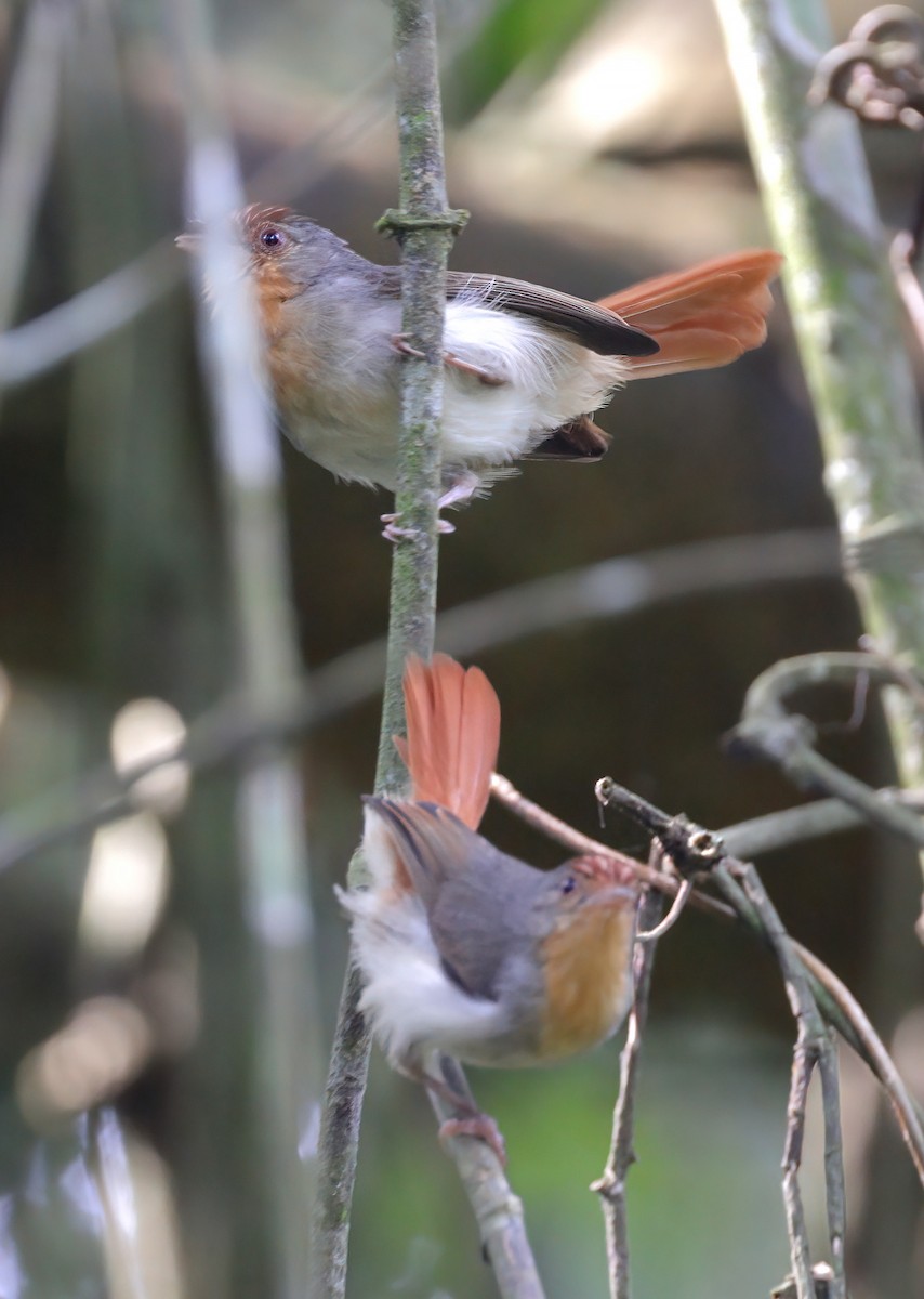 Chestnut-capped Flycatcher - ML608665457