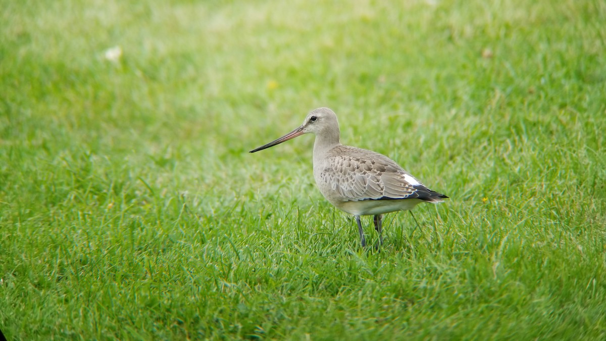 Hudsonian Godwit - Matthew Francey