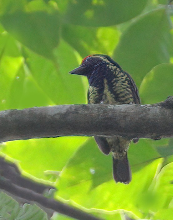 Yellow-spotted Barbet - ML608665485