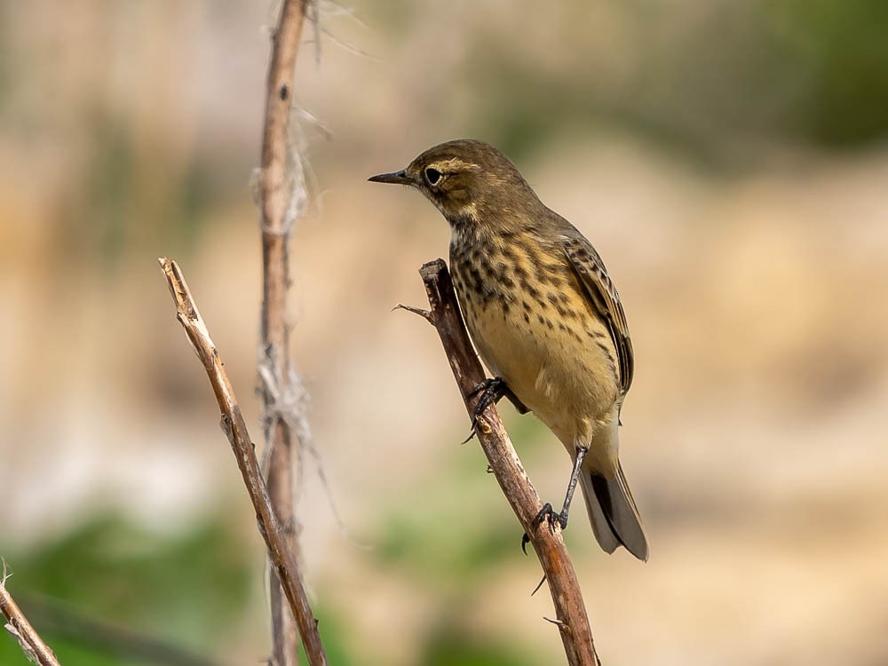 American Pipit - ML608665493