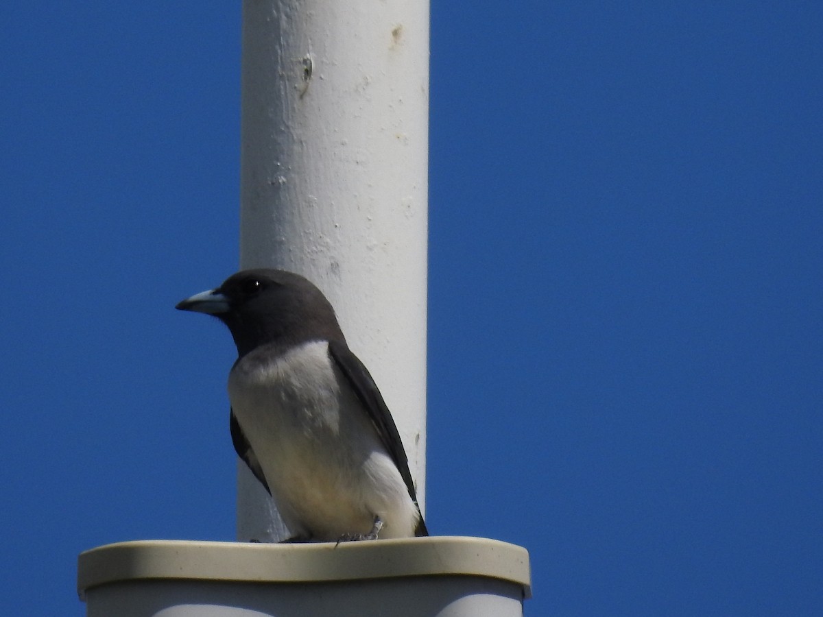 White-breasted Woodswallow - ML608665510