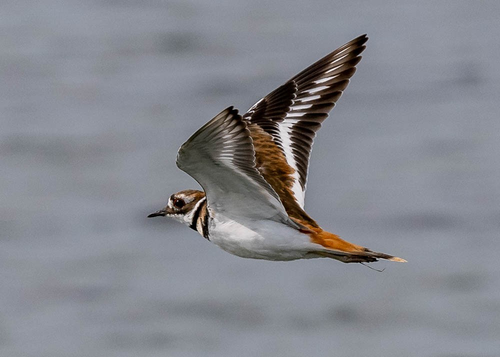 Killdeer - ML608665513