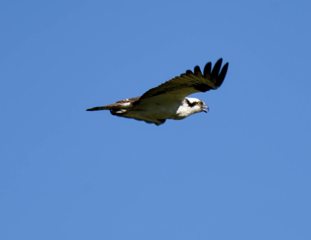 Osprey - ML608665567