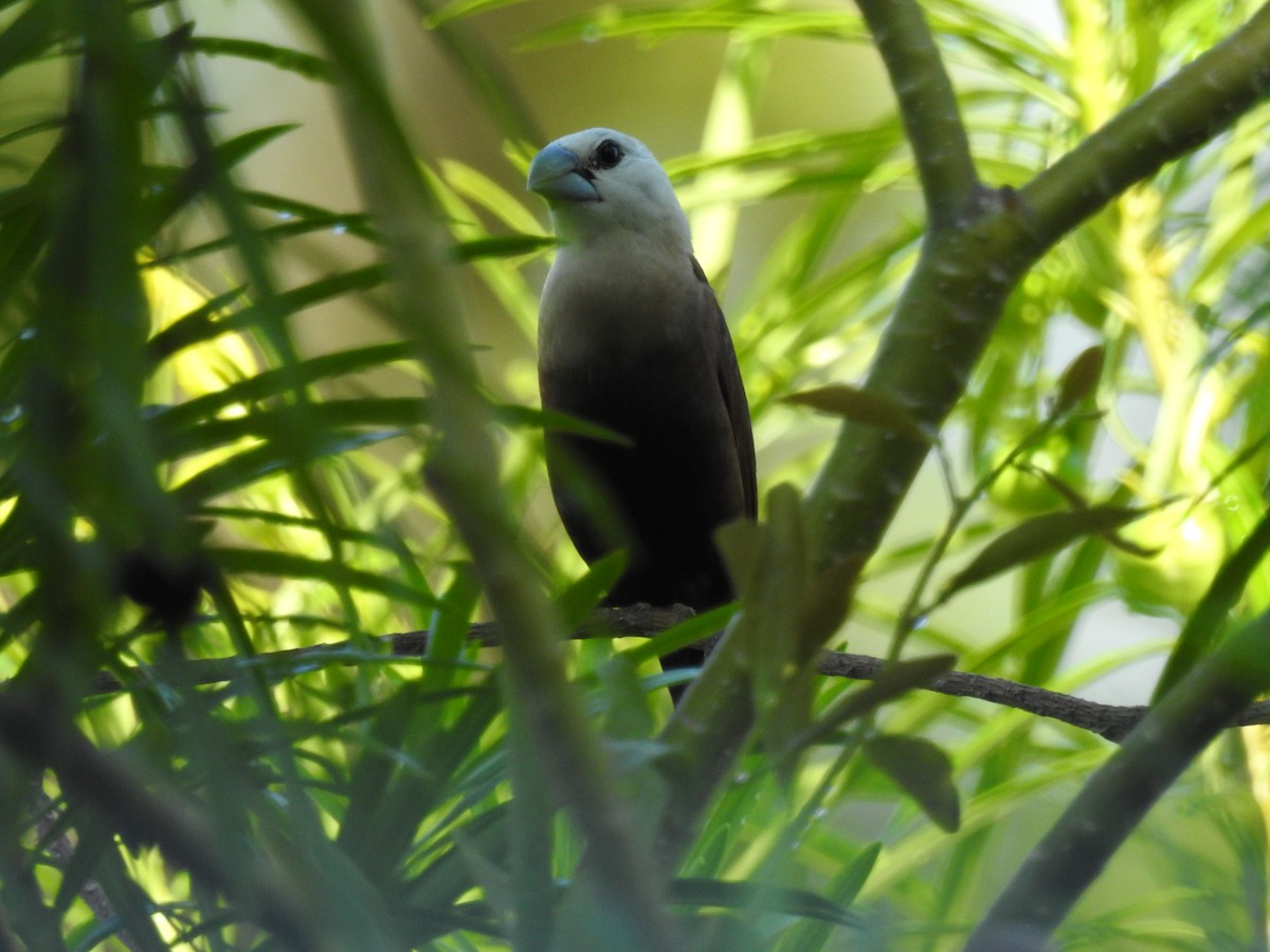 White-headed Munia - ML608665655