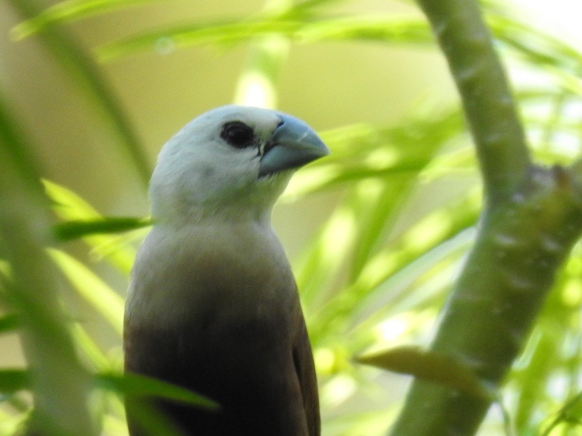 White-headed Munia - ML608665679