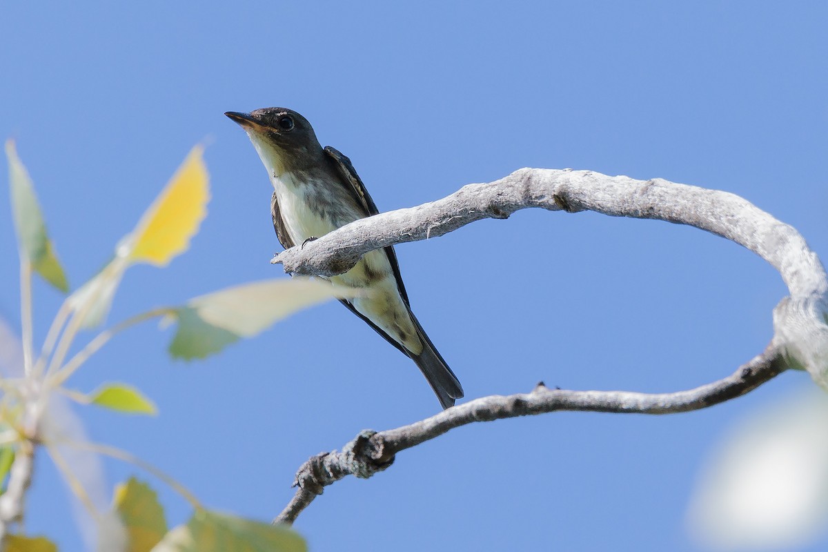 Olive-sided Flycatcher - ML608665714