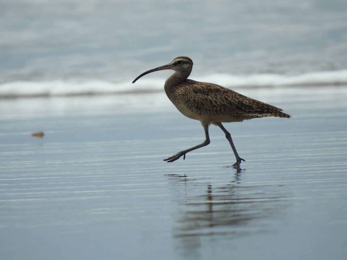 Whimbrel - ML608665721