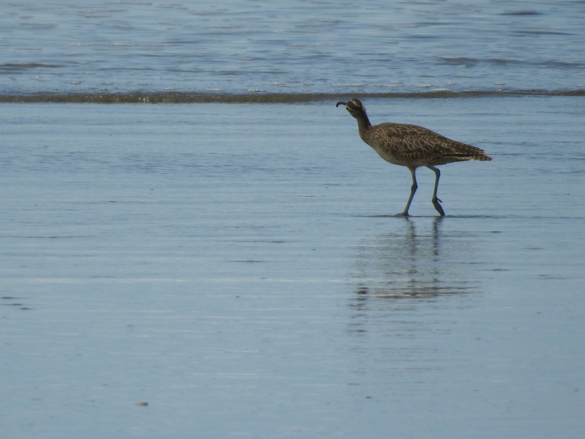 Whimbrel - ML608665723