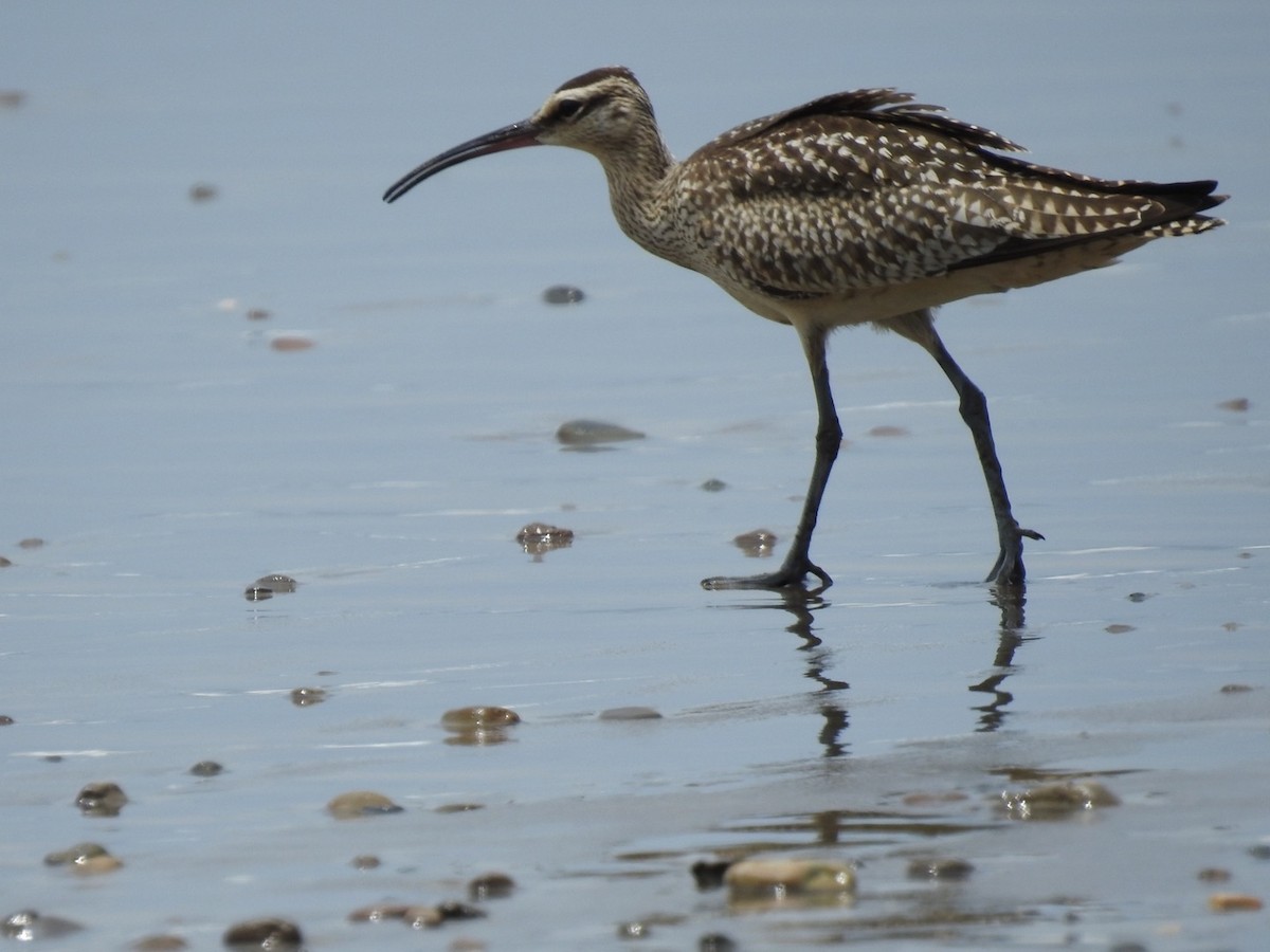 Whimbrel - ML608665725