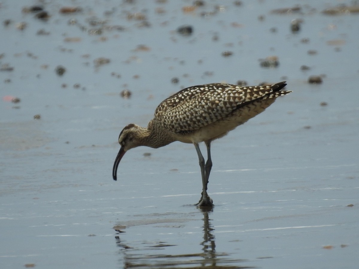 Whimbrel - ML608665731