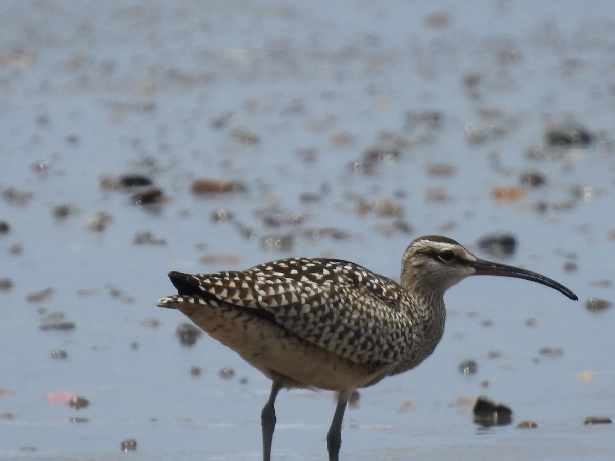 Whimbrel - ML608665733