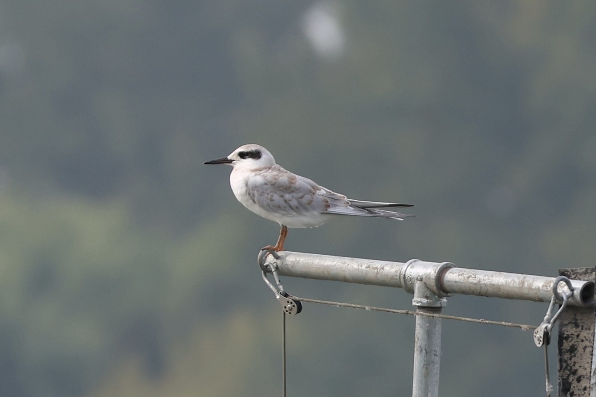 Forster's Tern - ML608665751