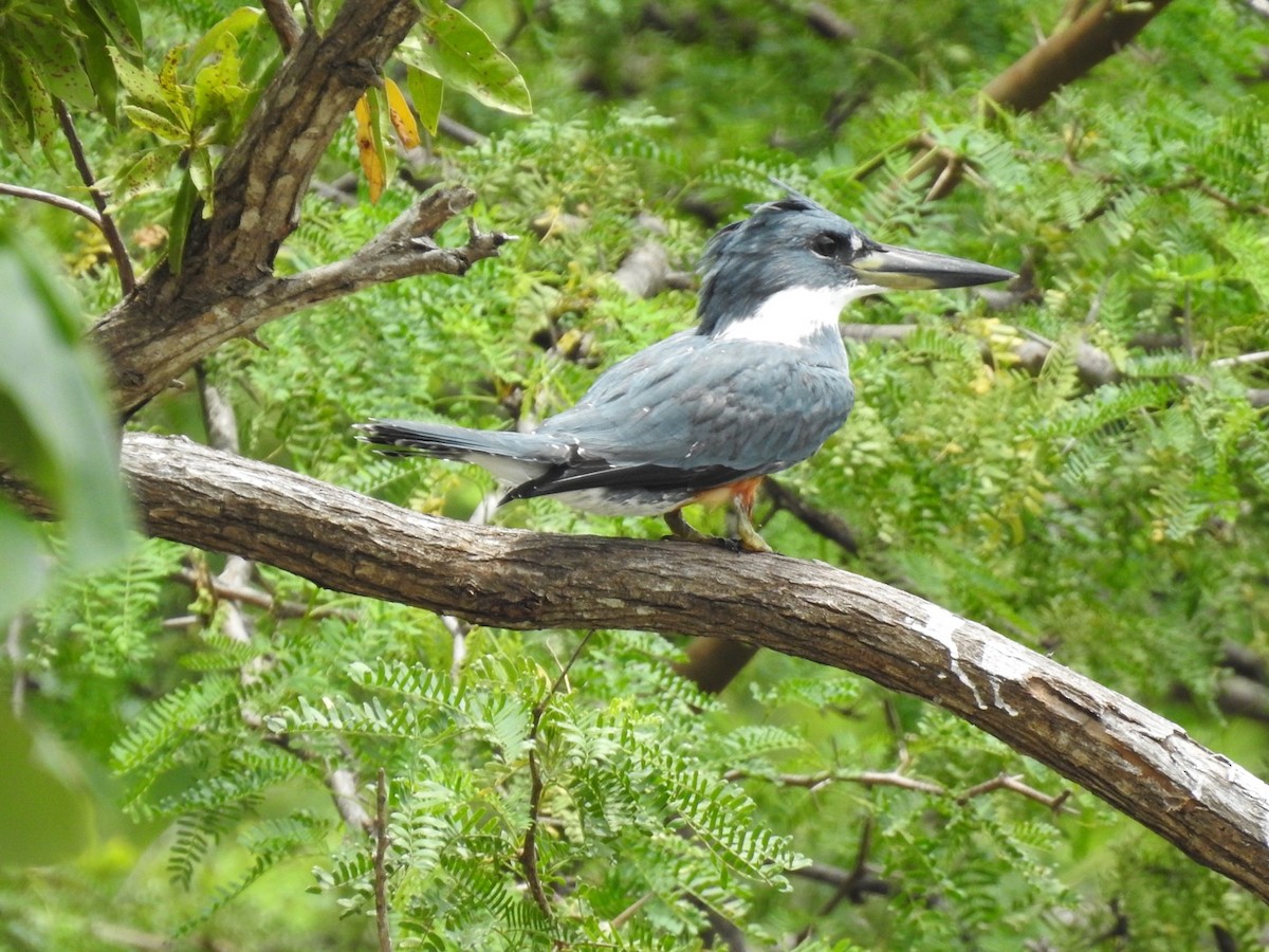 Martín Gigante Neotropical - ML608665793