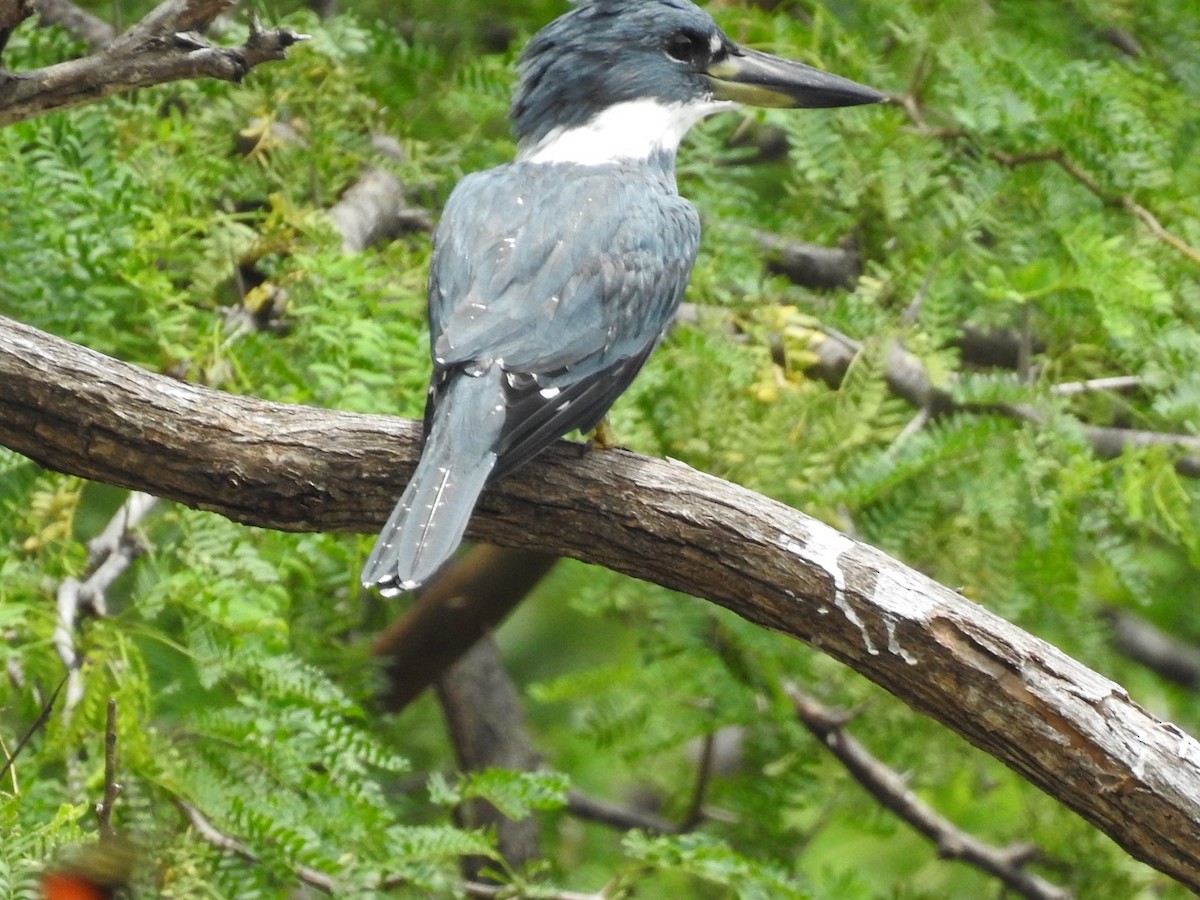 Ringed Kingfisher - ML608665795