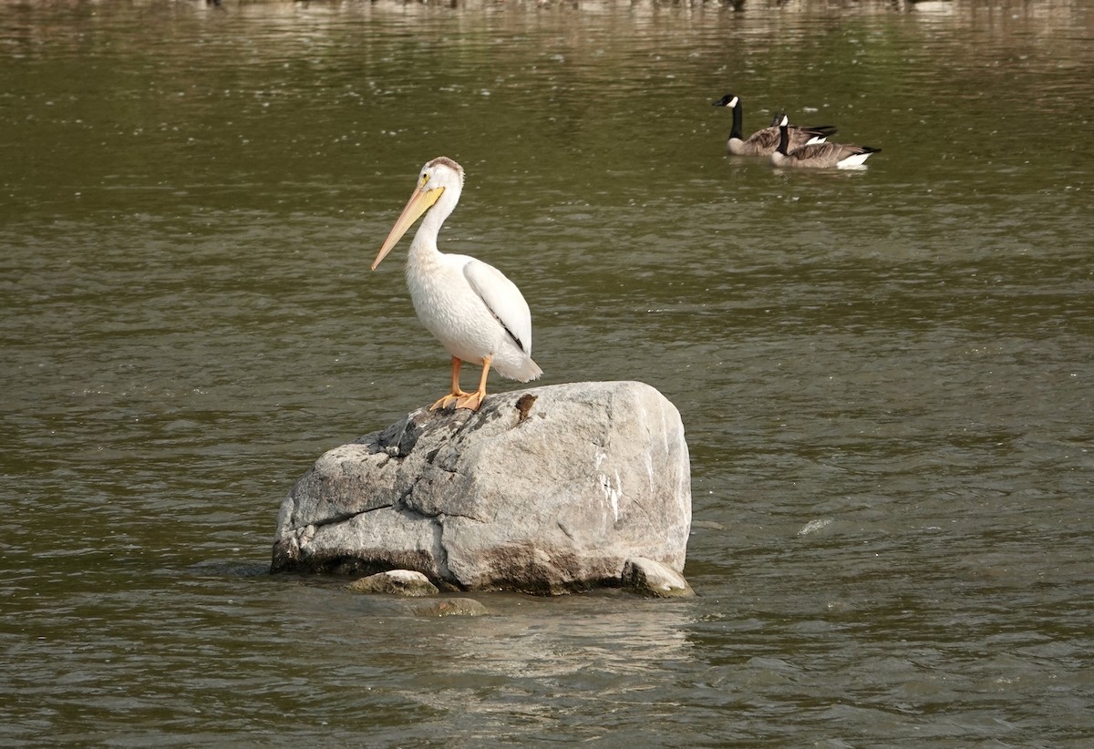 American White Pelican - Brenda Werntz