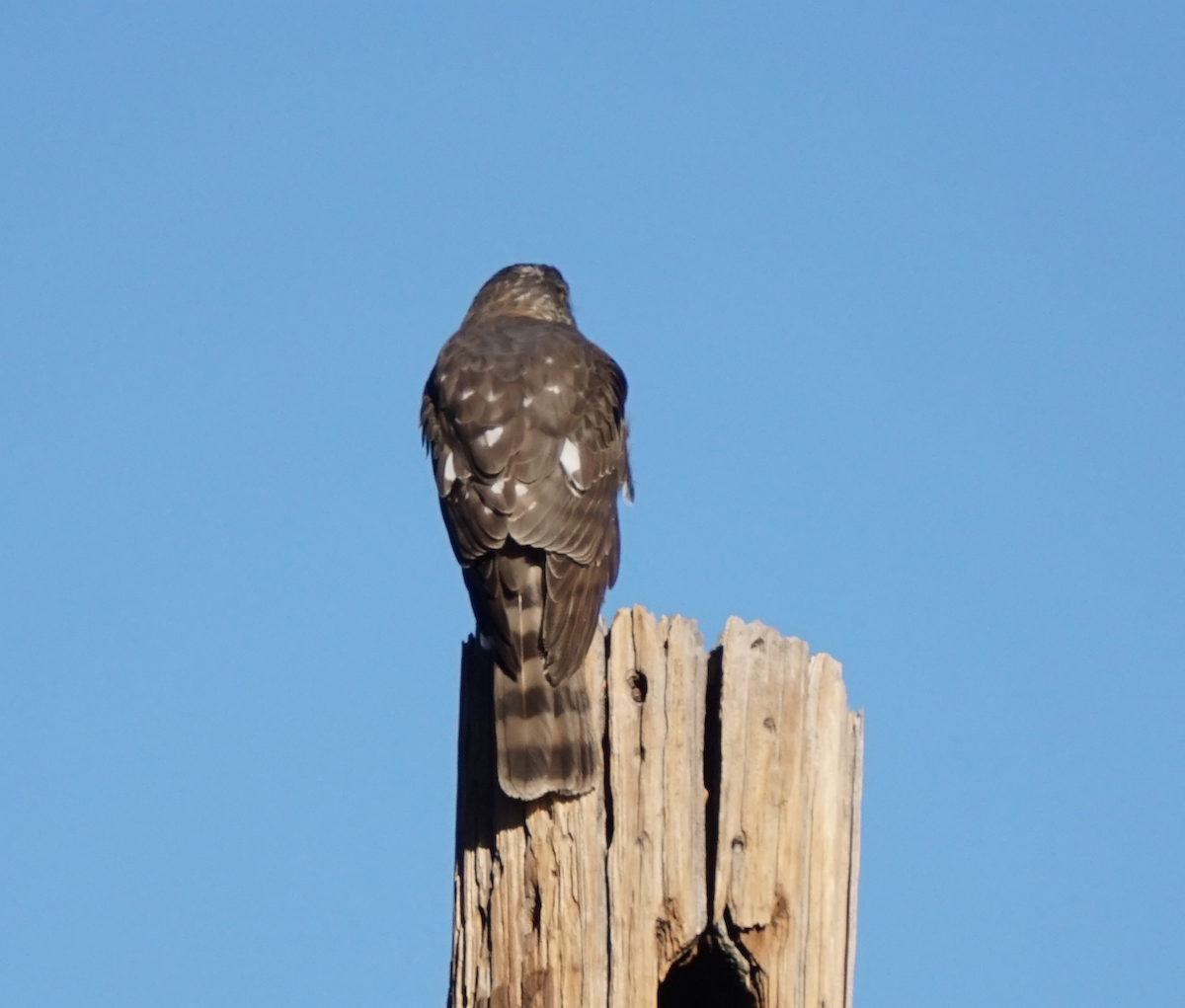 Sharp-shinned Hawk - ML608665840