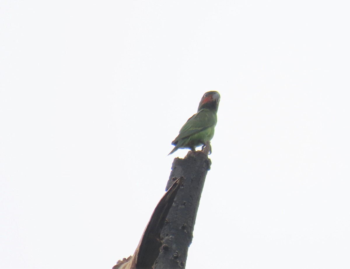 Long-tailed Parakeet - ML608665870