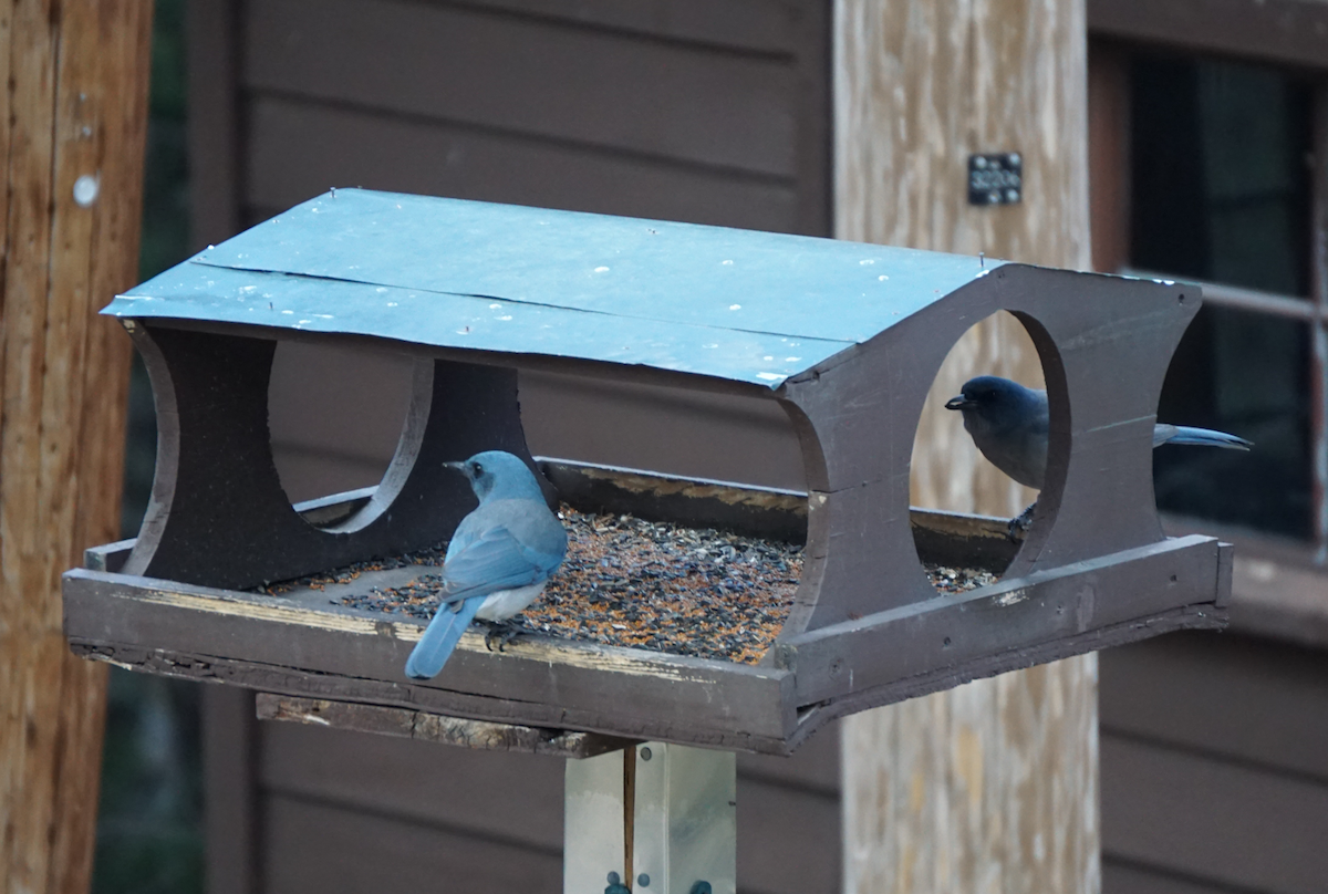 Mexican Jay - ML608665877