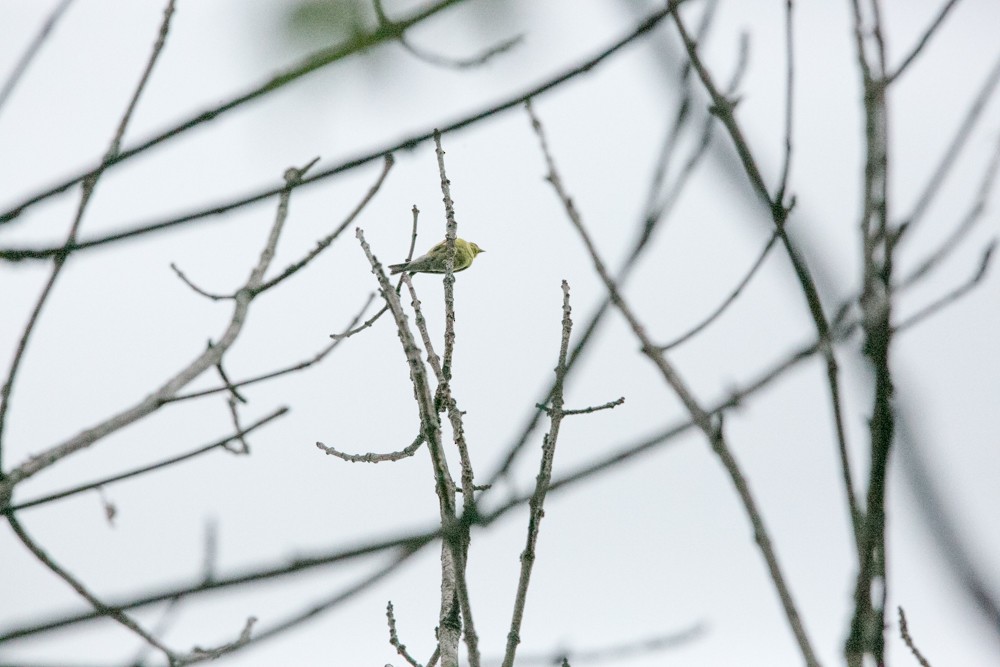gulstillits - ML608665880