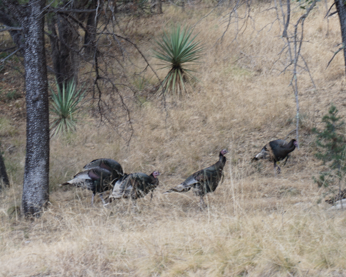 Wild Turkey - Zhongyu Wang