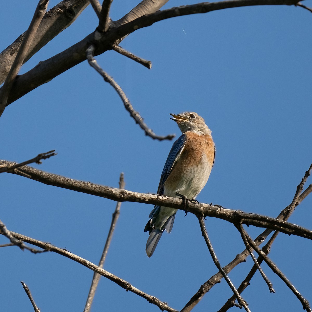 Western Bluebird - ML608665922