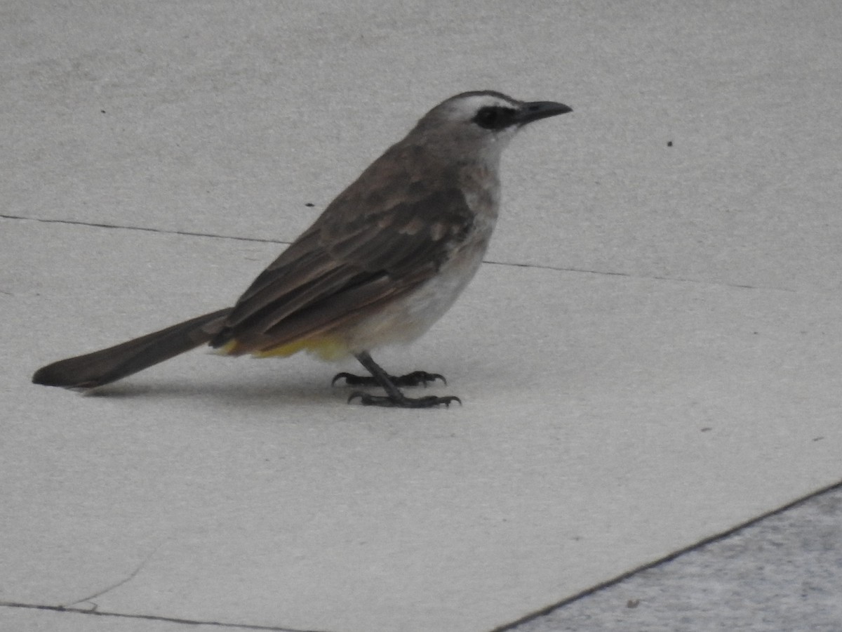 Yellow-vented Bulbul - ML608665995