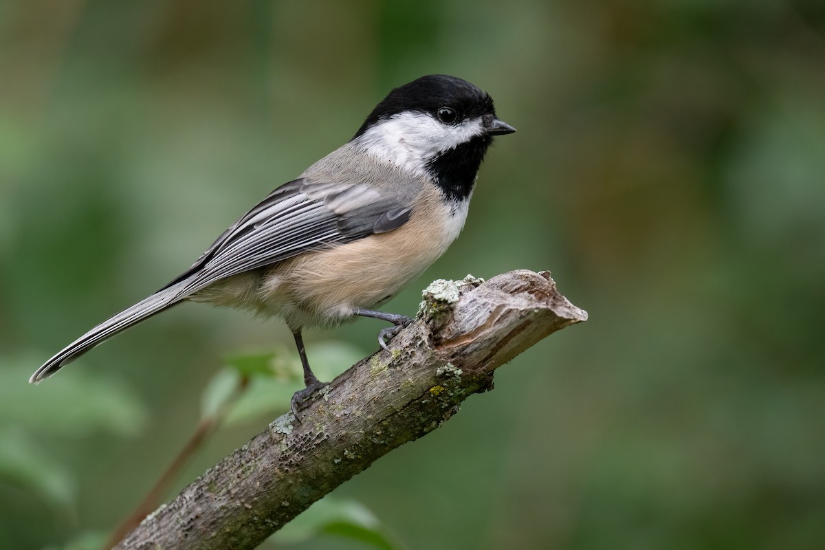 Black-capped Chickadee - ML608665998