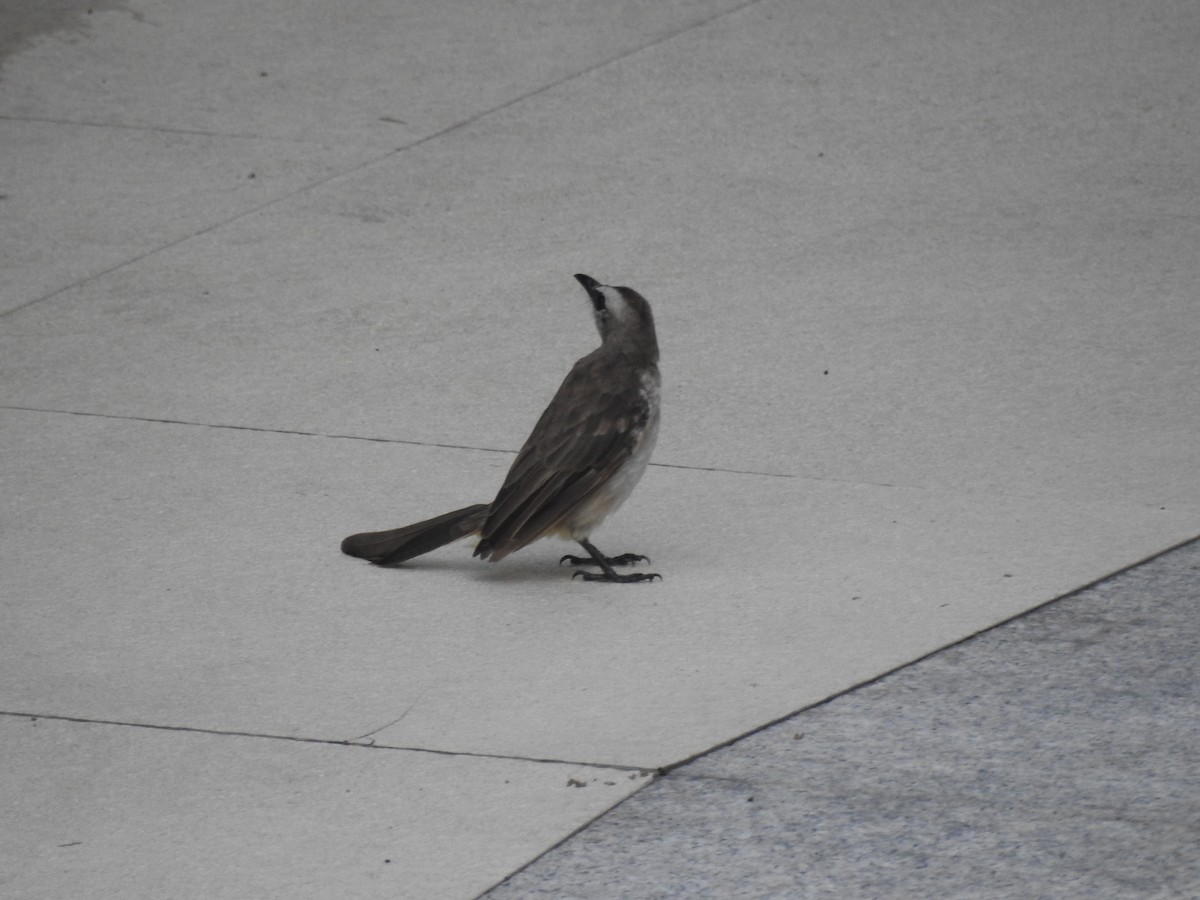 Yellow-vented Bulbul - ML608665999