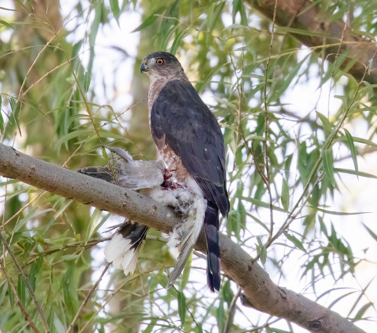 Cooper's Hawk - ML608666004