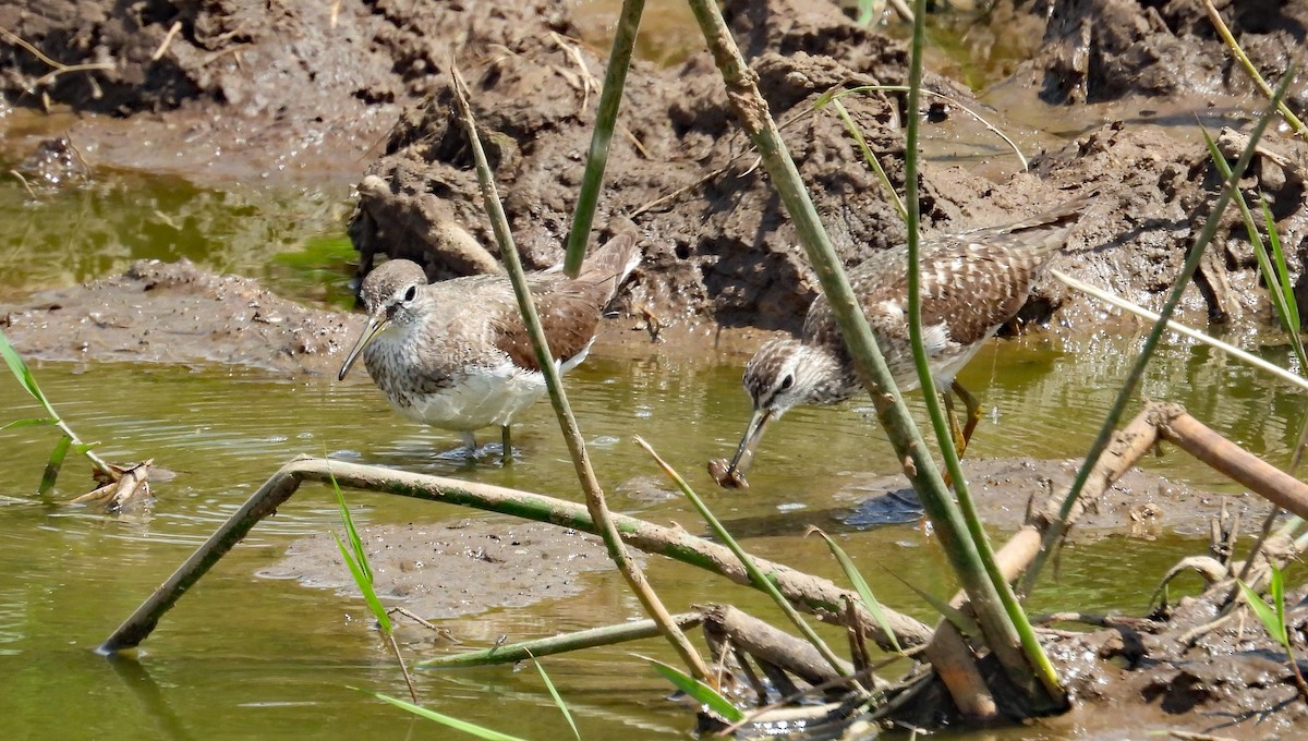 Wood Sandpiper - ML608666013