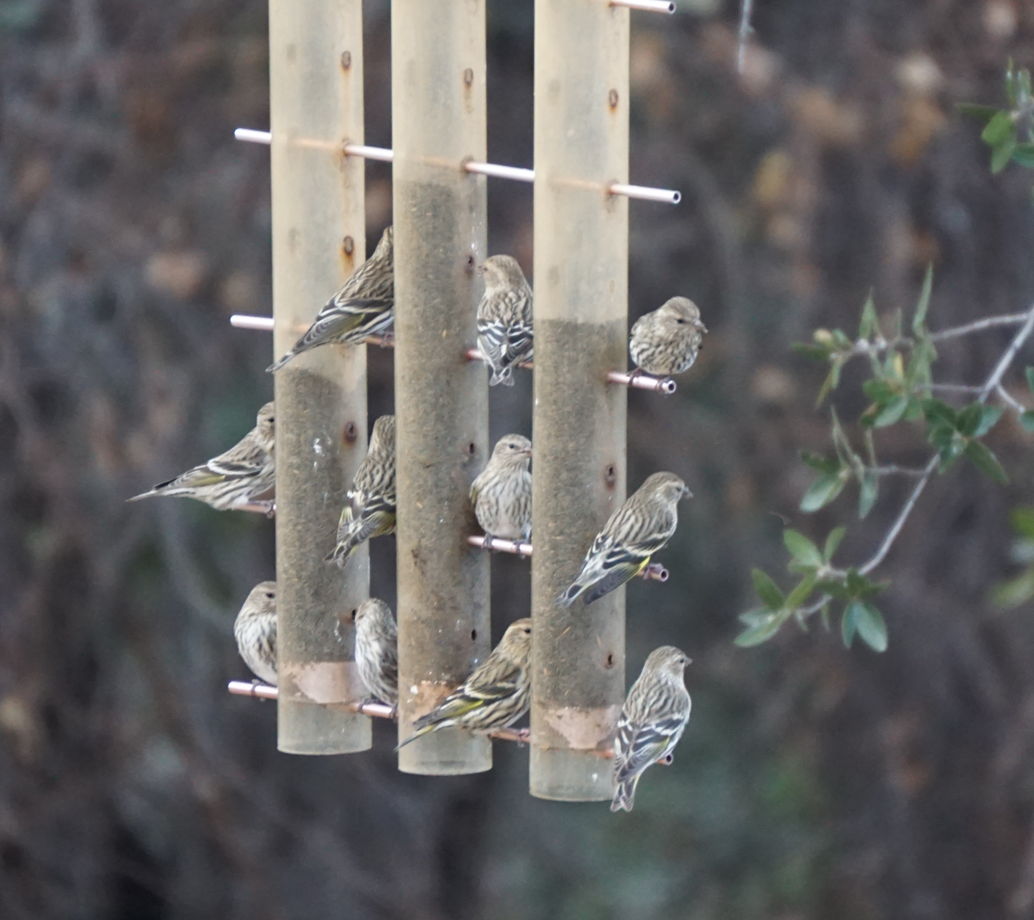 Pine Siskin - ML608666165