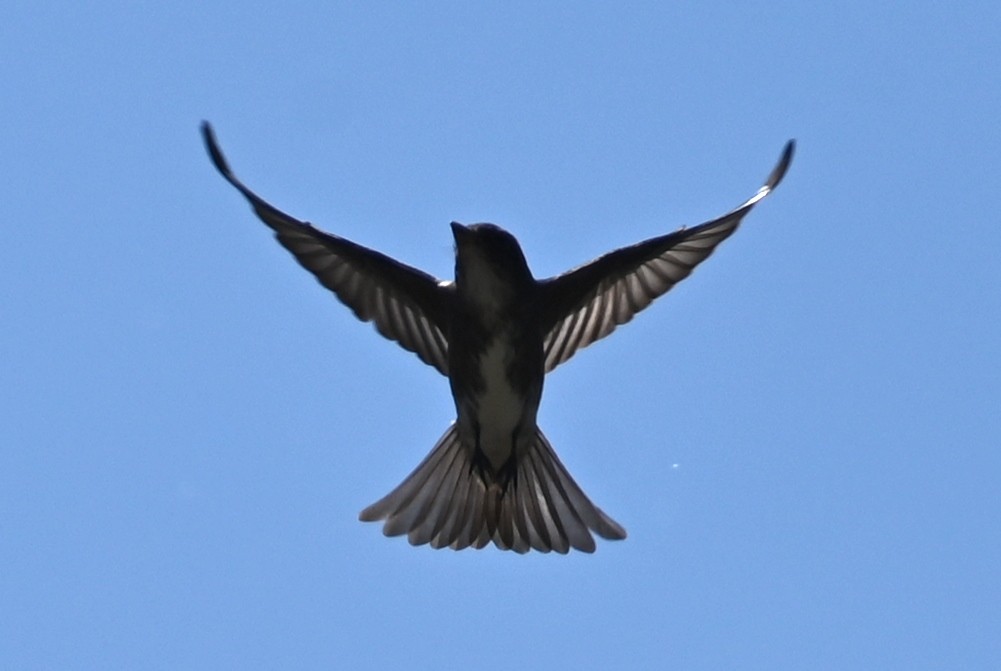 Olive-sided Flycatcher - ML608666166