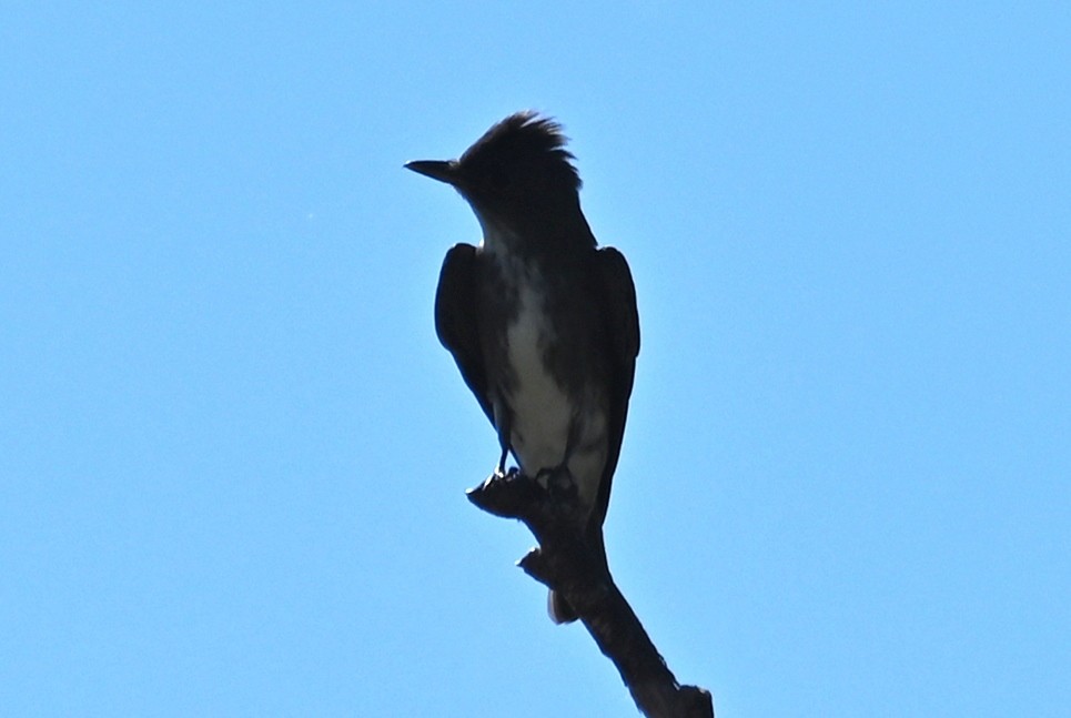 Olive-sided Flycatcher - ML608666168