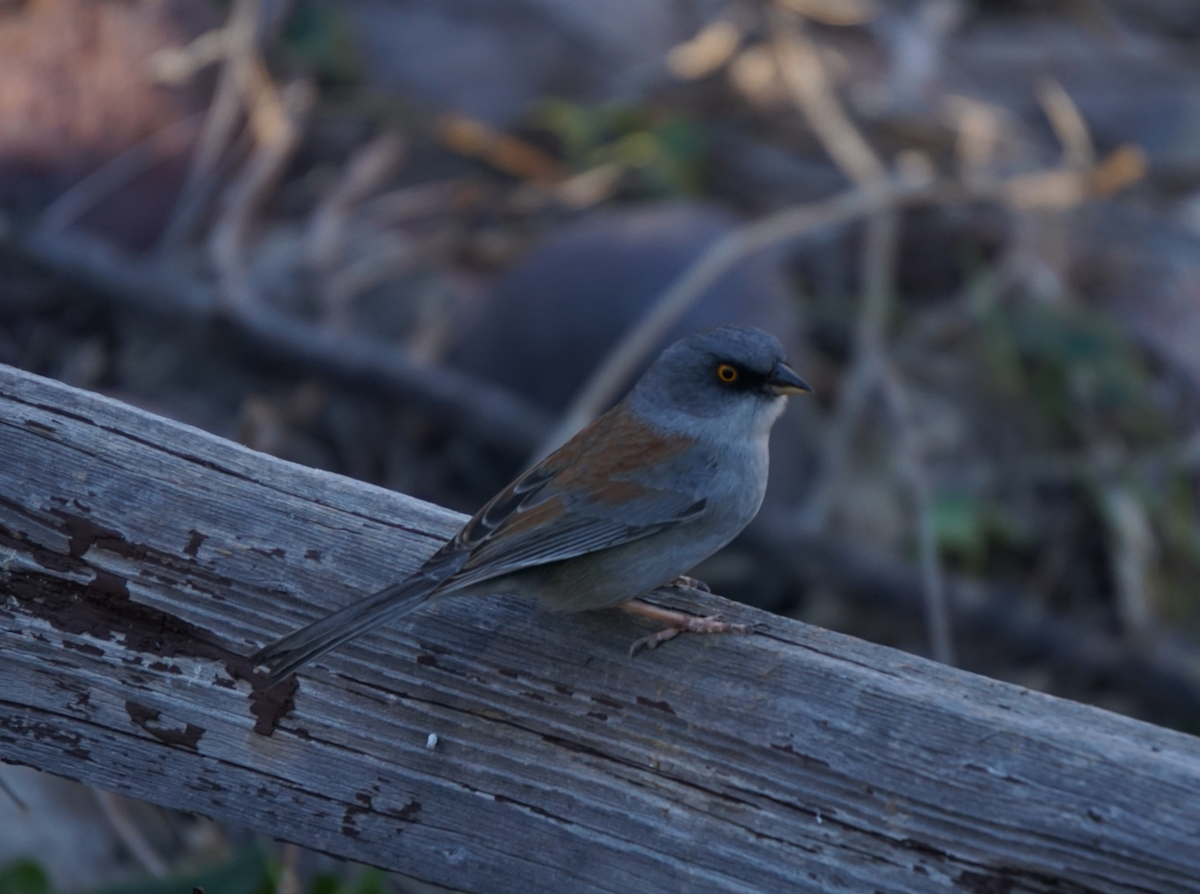 Yellow-eyed Junco - ML608666175