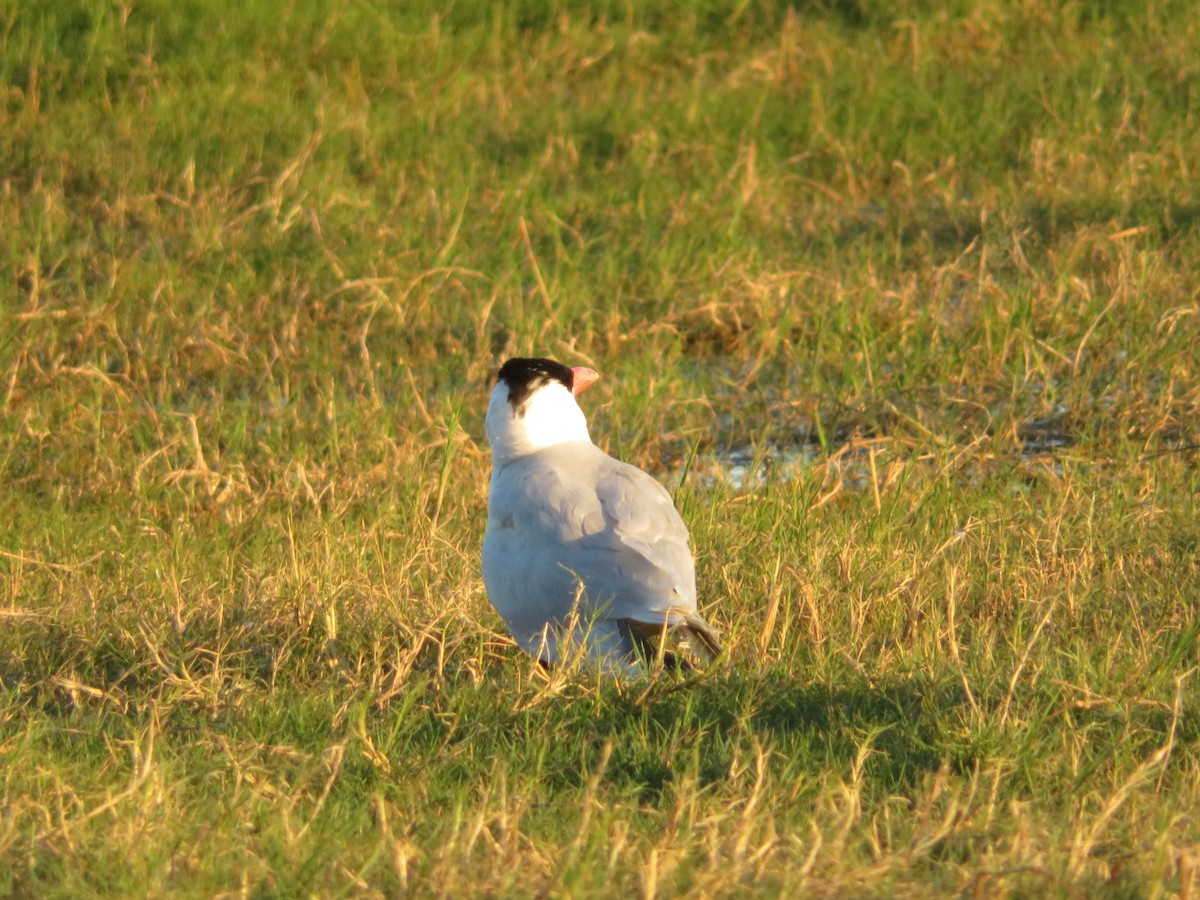 Caspian Tern - Taffy & Marella Denmark