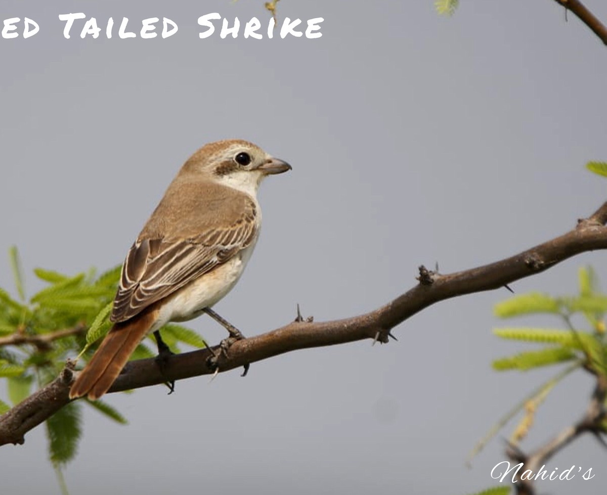 Red-tailed/Isabelline Shrike - Dr.  Nahid Laliwala