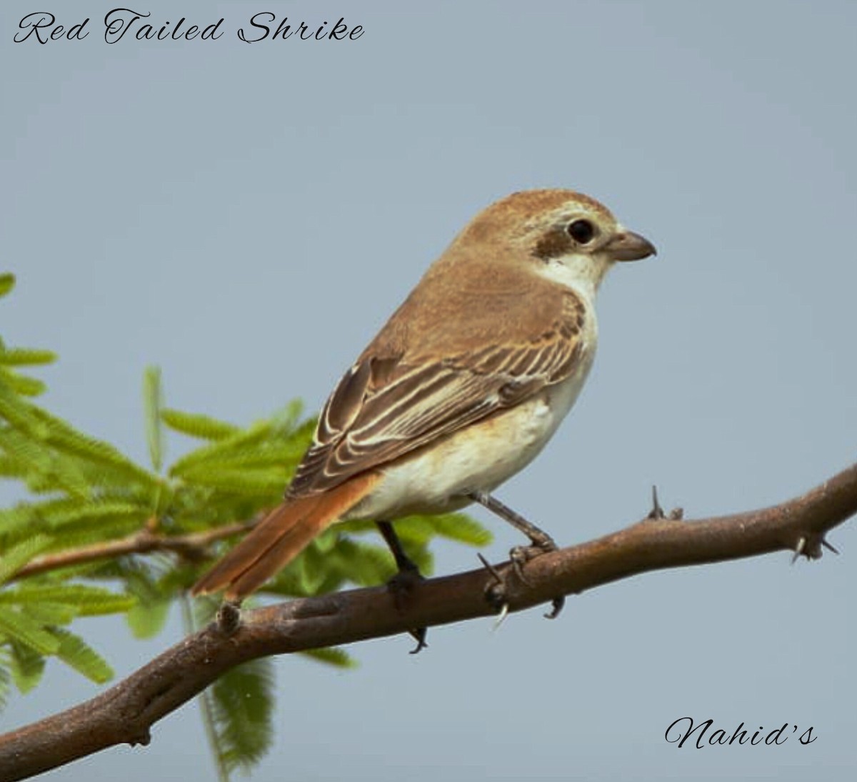 Red-tailed/Isabelline Shrike - Dr.  Nahid Laliwala