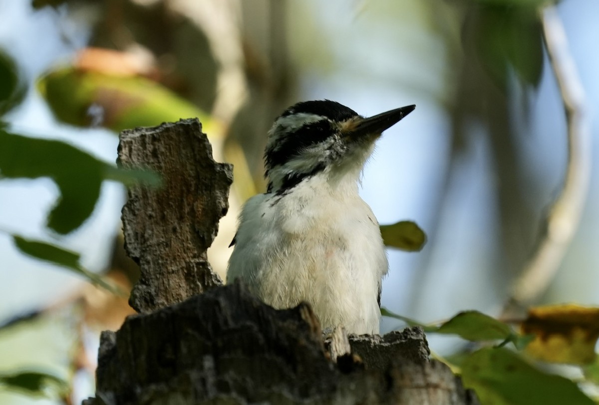 Hairy Woodpecker - ML608666423