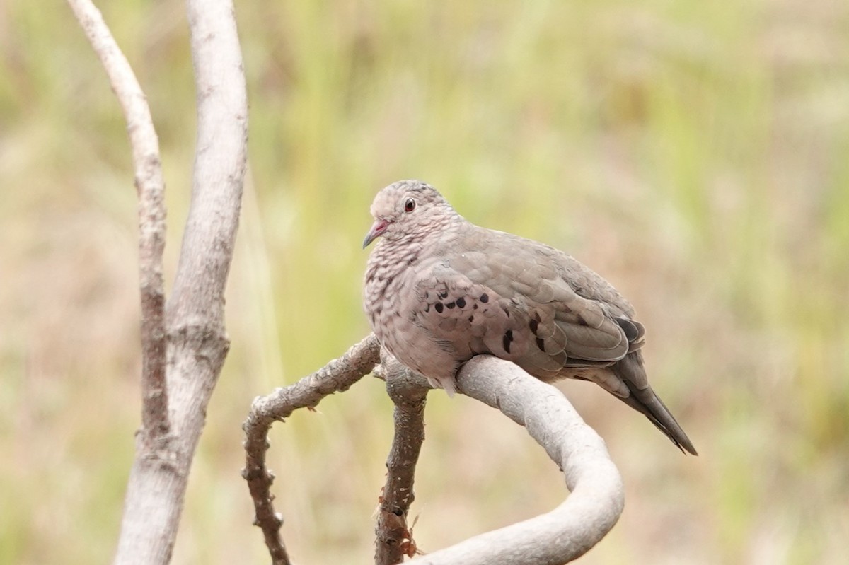 Common Ground Dove - ML608666436