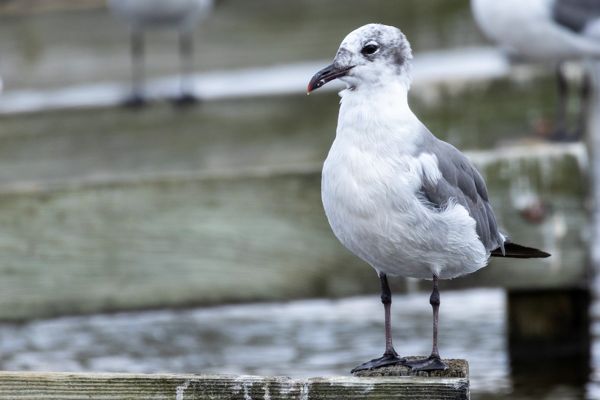 Laughing Gull - ML608666447