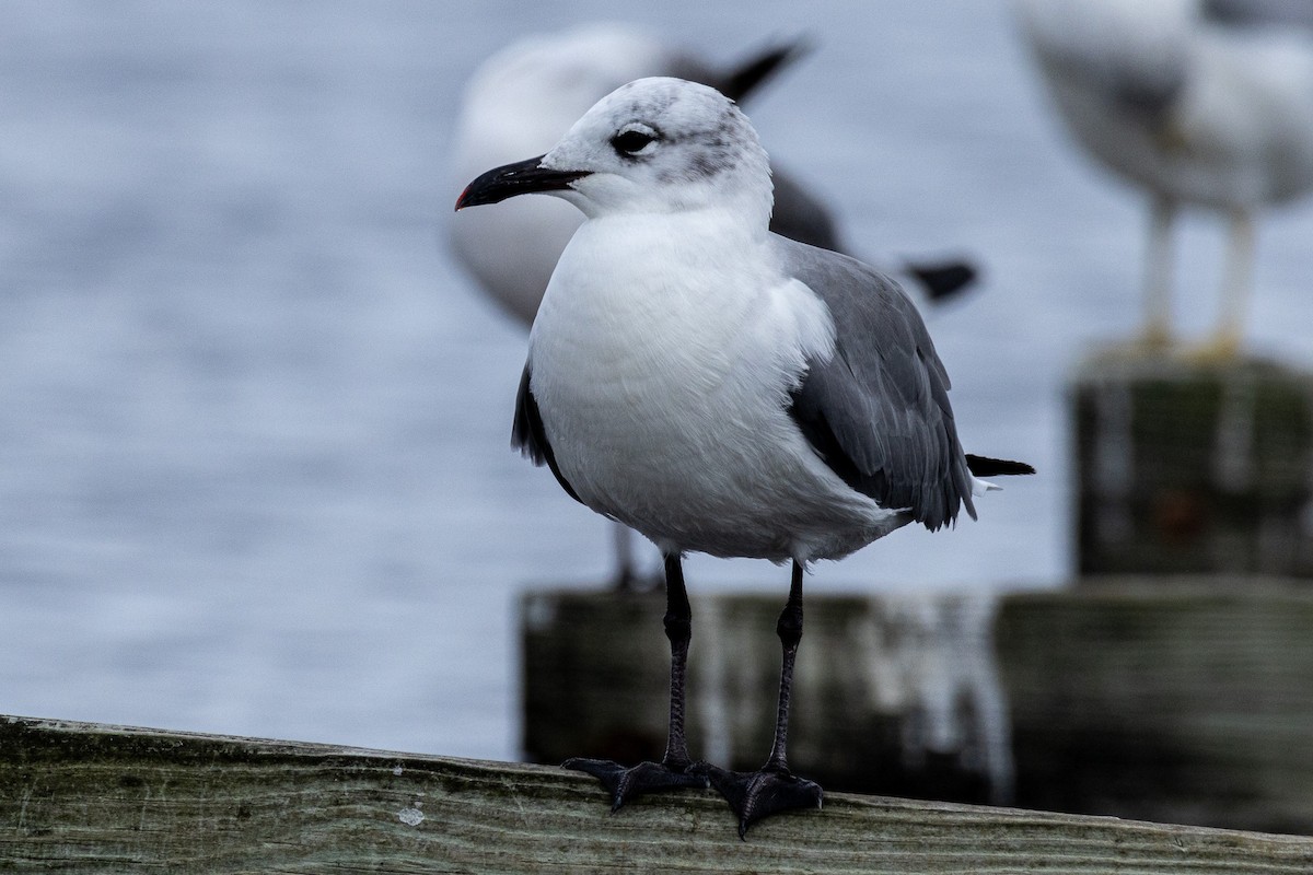 Gaviota Guanaguanare - ML608666449