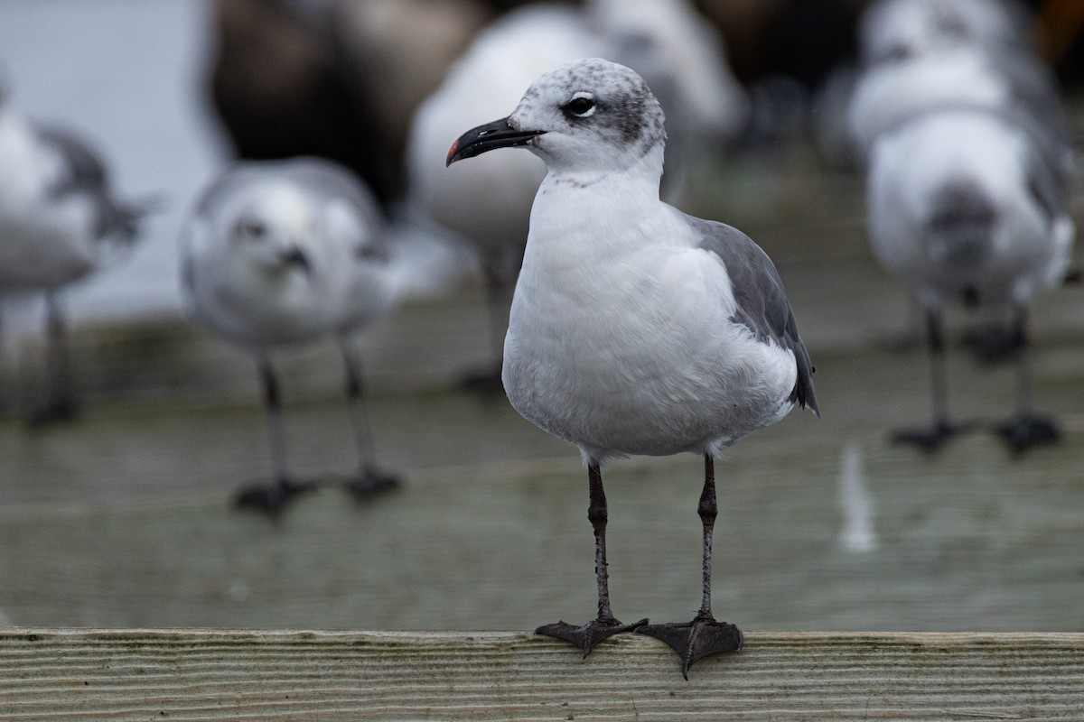 Laughing Gull - ML608666450