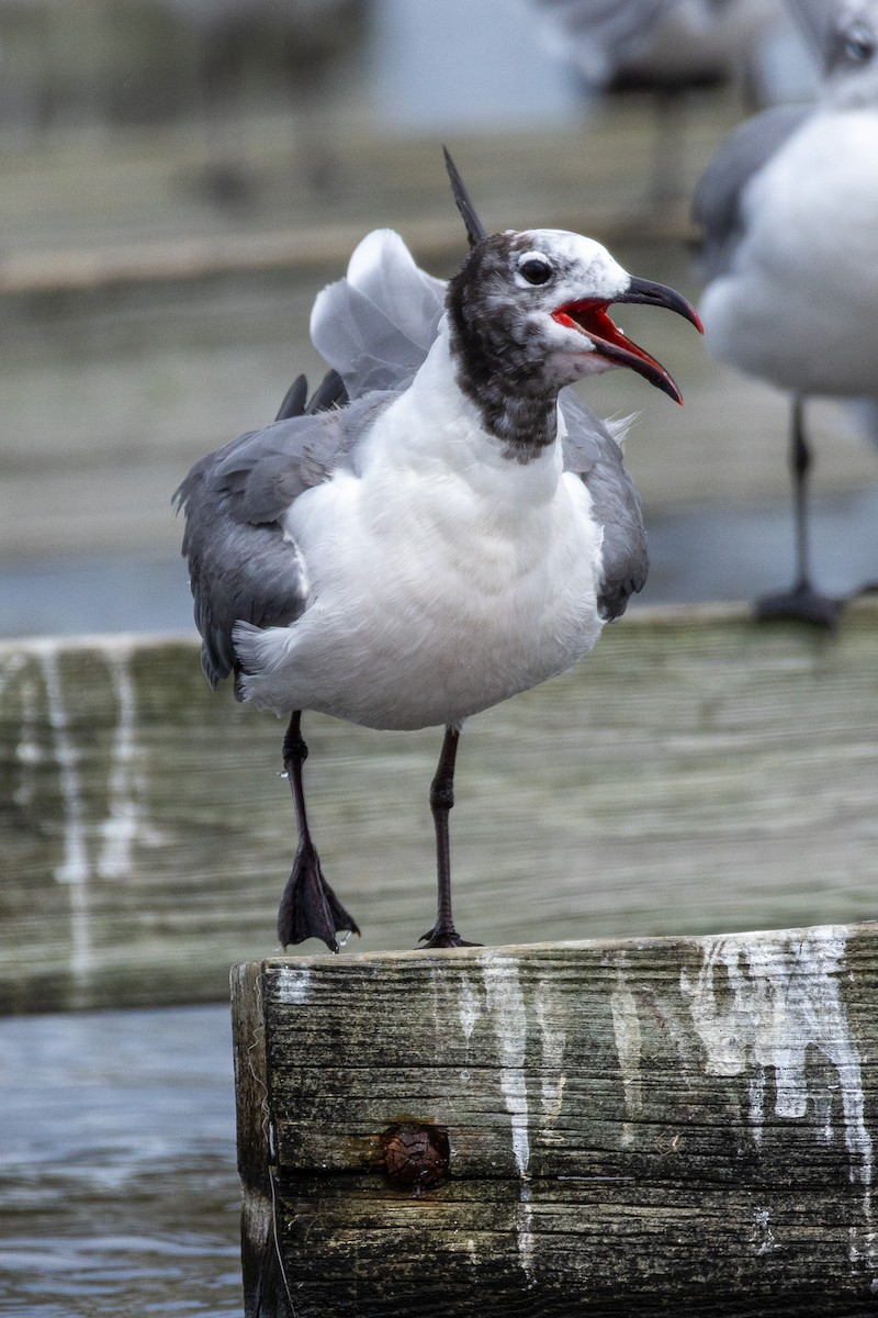 Gaviota Guanaguanare - ML608666452